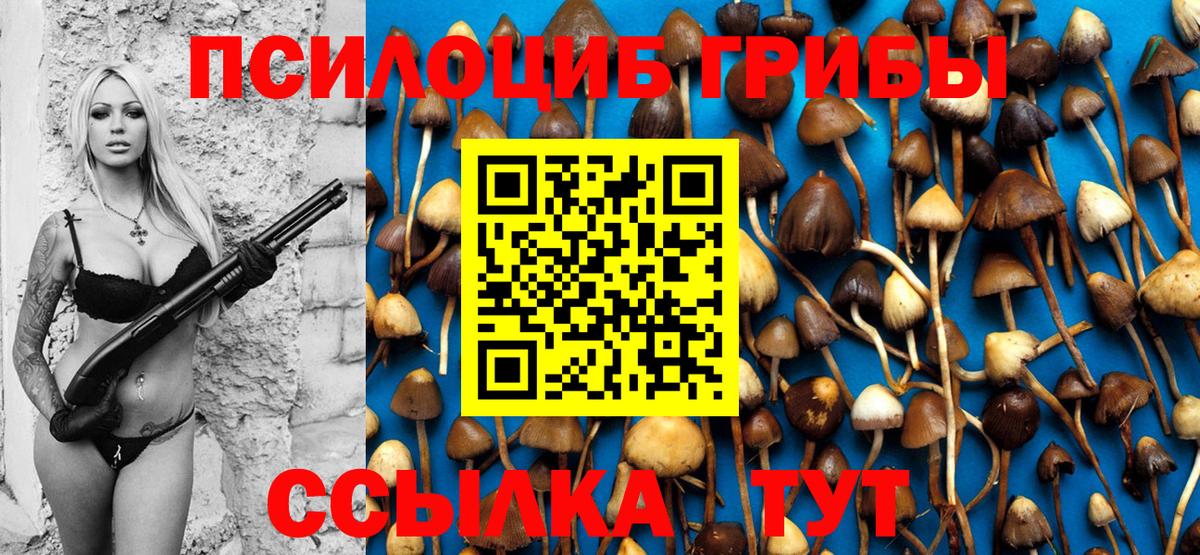 Петрозаводск  Псилоцибиновые грибы Psilocybine cubensis  Вход с VPN 